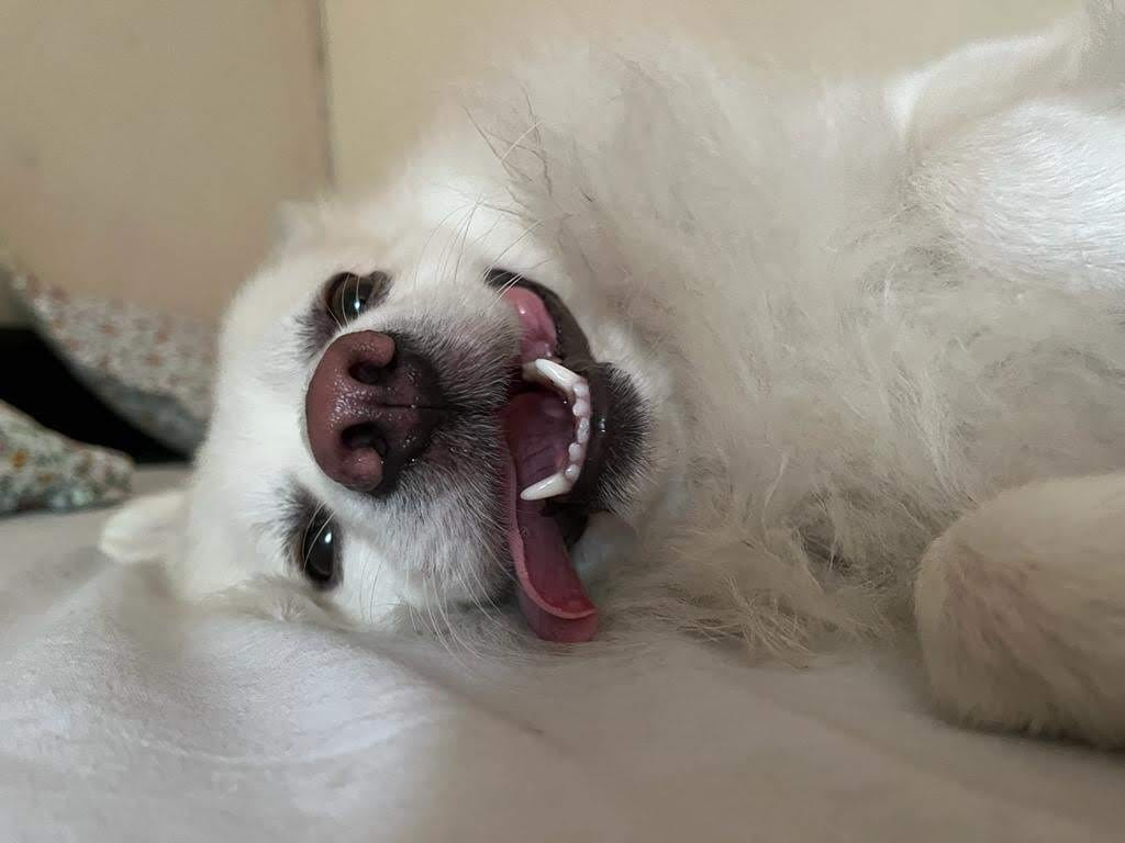 Fluffy — Smiling
