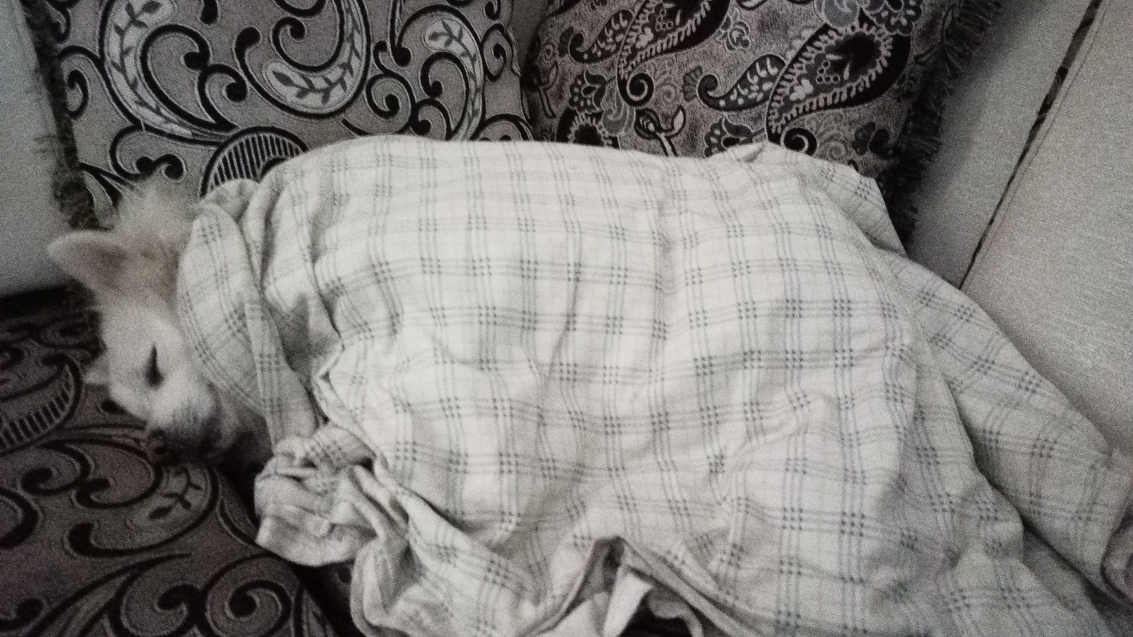 Fluffy — Sleeping